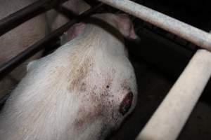 Sow with large side wounds in sow stall - Australian pig farming - Captured at Springview Piggery, Gooloogong NSW Australia.