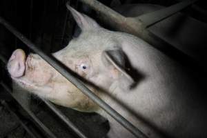 Sow in sow stall - Australian pig farming - Captured at CEFN Breeding Unit #2, Leyburn QLD Australia.