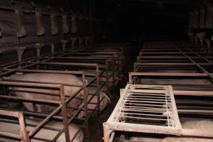 Sow stalls at Springview Piggery NSW - Australian pig farming - Captured at Springview Piggery, Gooloogong NSW Australia.