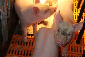 Farrowing crates at Huntly Piggery NSW - Australian pig farming - Captured at Huntly Piggery, Huntly North VIC Australia.