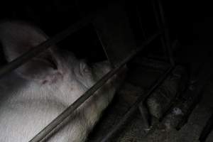 Sow in sow stall - Australian pig farming - Captured at CEFN Breeding Unit #2, Leyburn QLD Australia.