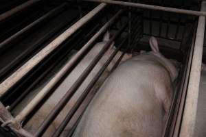 Sow stalls at Springview Piggery NSW - Australian pig farming - Captured at Springview Piggery, Gooloogong NSW Australia.