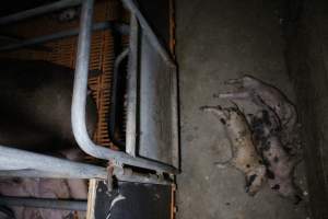 Dead piglets in aisle - Australian pig farming - Captured at Wasleys Piggery, Pinkerton Plains SA Australia.