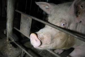 Sow in sow stall - Australian pig farming - Captured at CEFN Breeding Unit #2, Leyburn QLD Australia.