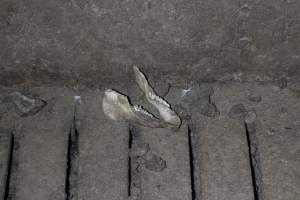 Jaw bone - Australian pig farming - Captured at Light Piggery, Lower Light SA Australia.