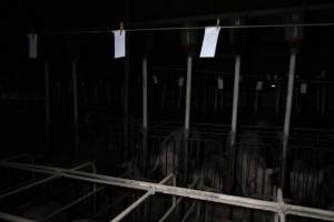 Sow in sow stall - Australian pig farming - Captured at CEFN Breeding Unit #2, Leyburn QLD Australia.