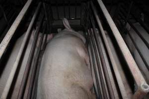 Sow stalls at Springview Piggery NSW - Australian pig farming - Captured at Springview Piggery, Gooloogong NSW Australia.