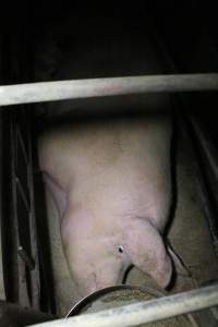 Farrowing crates at Wellington Piggery SA - Australian pig farming - Captured at Wellington Piggery, Wellington SA Australia.