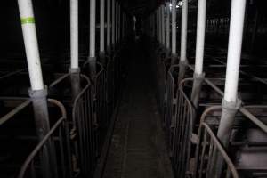 Looking down aisle of sow stall shed - Australian pig farming - Captured at CEFN Breeding Unit #2, Leyburn QLD Australia.