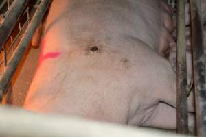 Farrowing crates at Korunye Park Piggery SA - Australian pig farming - Captured at Korunye Park Piggery, Korunye SA Australia.