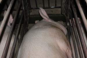 Sow stalls at Springview Piggery NSW - Australian pig farming - Captured at Springview Piggery, Gooloogong NSW Australia.