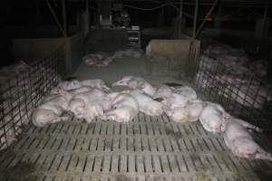 Grower pigs - Australian pig farming - Captured at Deni Piggery, Deniliquin NSW Australia.