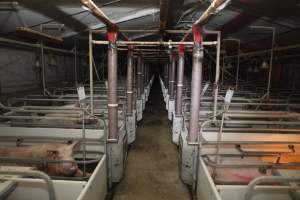 Looking down aisle of farrowing shed - Australian pig farming - Captured at Mindarra Piggery (module 1), Boonanarring WA Australia.