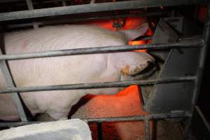 Farrowing crates at Finniss Park Piggery SA - Australian pig farming - Captured at Finniss Park Piggery, Mannum SA Australia.