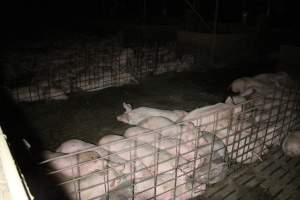 Grower pigs - Australian pig farming - Captured at Deni Piggery, Deniliquin NSW Australia.