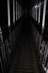 Looking down aisle of sow stall shed - Australian pig farming - Captured at CEFN Breeding Unit #2, Leyburn QLD Australia.