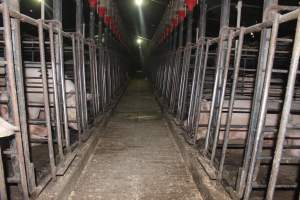 Looking down aisle of sow stall shed - Australian pig farming - Captured at Grong Grong Piggery, Grong Grong NSW Australia.