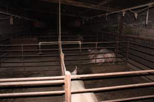 Group sow housing - Australian pig farming - Captured at Springview Piggery, Gooloogong NSW Australia.