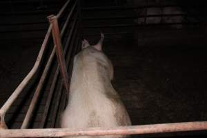 Group sow housing - Australian pig farming - Captured at Springview Piggery, Gooloogong NSW Australia.