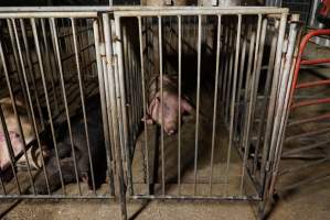 Boars in boar stalls - Australian pig farming - Captured at Yelmah Piggery, Magdala SA Australia.