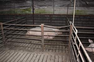 Group sow housing - Australian pig farming - Captured at Springview Piggery, Gooloogong NSW Australia.