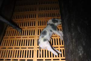 Dead piglet in crate - Australian pig farming - Captured at Wasleys Piggery, Pinkerton Plains SA Australia.