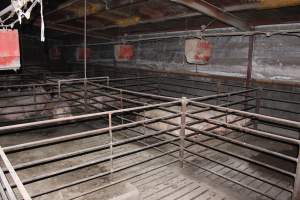 Group sow housing - Australian pig farming - Captured at Springview Piggery, Gooloogong NSW Australia.