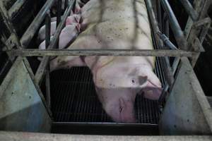 Farrowing crates at Bungowannah Piggery NSW - Australian pig farming - Captured at Bungowannah Piggery, Bungowannah NSW Australia.