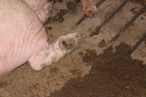 Sow with leg injury - Australian pig farming - Captured at Springview Piggery, Gooloogong NSW Australia.