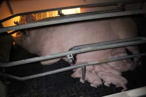 Farrowing crates at Sheaoak Piggery SA - Australian pig farming - Captured at Sheaoak Piggery, Shea-Oak Log SA Australia.