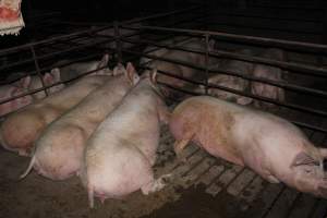 Group sow housing - Australian pig farming - Captured at Springview Piggery, Gooloogong NSW Australia.