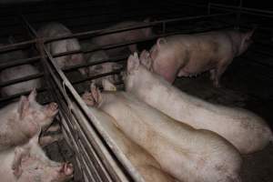 Group sow housing - Australian pig farming - Captured at Springview Piggery, Gooloogong NSW Australia.