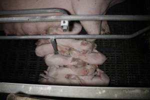 Farrowing crates at Sheaoak Piggery SA - Australian pig farming - Captured at Sheaoak Piggery, Shea-Oak Log SA Australia.