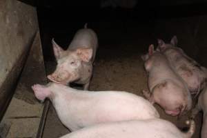 Grower pens underneath farrowing crates - Australian pig farming - Captured at Willawa Piggery, Grong Grong NSW Australia.