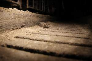 Dead rate in aisle of sow stalls - Australian pig farming - Captured at CEFN Breeding Unit #2, Leyburn QLD Australia.