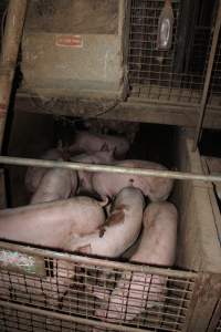 Grower pens underneath farrowing crates - Australian pig farming - Captured at Willawa Piggery, Grong Grong NSW Australia.