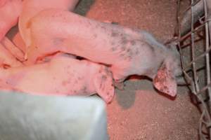 Farrowing crates at Korunye Park Piggery SA - Australian pig farming - Captured at Korunye Park Piggery, Korunye SA Australia.