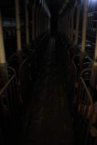 Looking down aisle of sow stall shed - Australian pig farming - Captured at CEFN Breeding Unit #2, Leyburn QLD Australia.