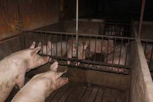 Group sow housing - Australian pig farming - Captured at Springview Piggery, Gooloogong NSW Australia.