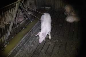 Grower/finisher pigs at Narrogin Piggery WA - Australian pig farming - Captured at Narrogin Piggery, Dumberning WA Australia.