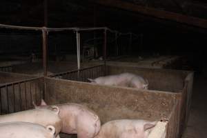 Group sow housing - Australian pig farming - Captured at Springview Piggery, Gooloogong NSW Australia.