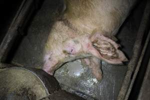 Farrowing crates at Culcairn Piggery NSW - Australian pig farming - Captured at Culcairn Piggery, Culcairn NSW Australia.