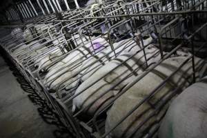 Sow stalls - Australian pig farming - Captured at CEFN Breeding Unit #2, Leyburn QLD Australia.