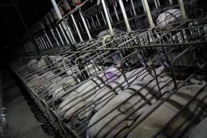 Sow stalls - Australian pig farming - Captured at CEFN Breeding Unit #2, Leyburn QLD Australia.