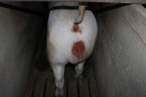 Boar in boar stall - Australian pig farming - Captured at Springview Piggery, Gooloogong NSW Australia.