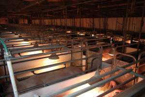 Looking across farrowing shed - Australian pig farming - Captured at CEFN Breeding Unit #2, Leyburn QLD Australia.