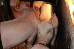 Farrowing crates at Huntly Piggery NSW - Australian pig farming - Captured at Huntly Piggery, Huntly North VIC Australia.