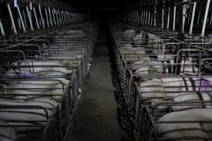 Looking down aisle between sow stalls - Australian pig farming - Captured at CEFN Breeding Unit #2, Leyburn QLD Australia.