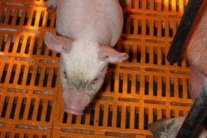 Farrowing crates at Huntly Piggery NSW - Australian pig farming - Captured at Huntly Piggery, Huntly North VIC Australia.