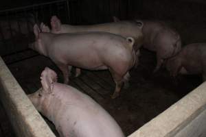 Farrowing crates at Springview Piggery NSW - Australian pig farming - Captured at Springview Piggery, Gooloogong NSW Australia.